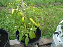 IMG_20200811_172911