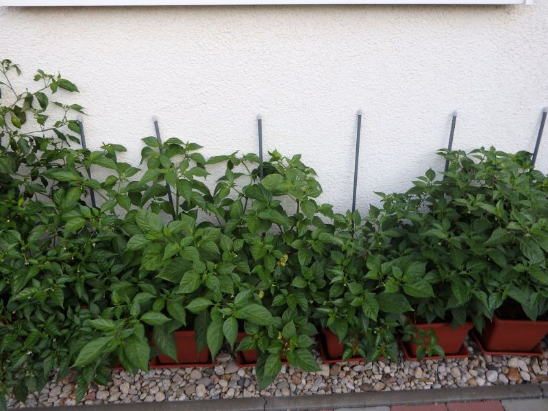 167-Habaneros