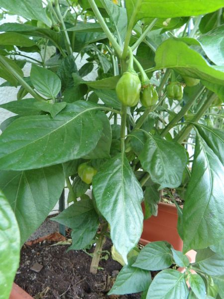172-Aji Jobito