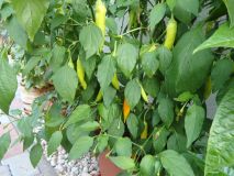 181-Aji Golden