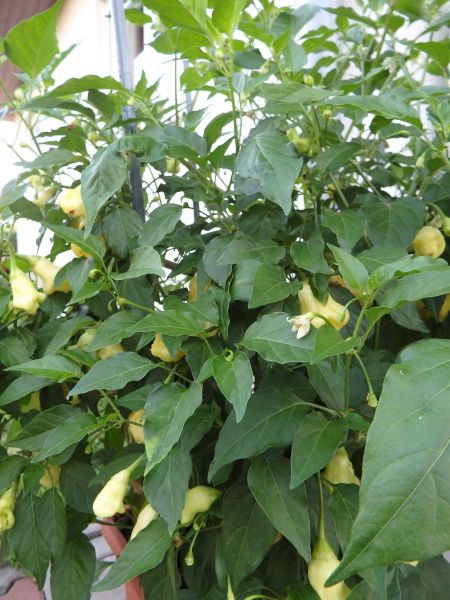 182-Aji White Fantasy