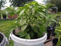 IMG_20200817_161236