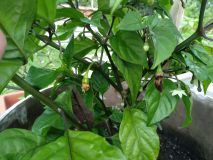 IMG_20200817_160348
