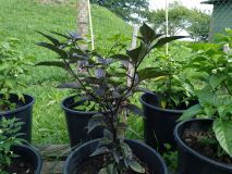 IMG_20200817_160045