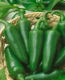 Tam Jalapeňo /Capsicum Annuum/