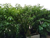 IMG_20200818_185955