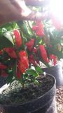 7Pot Spartan