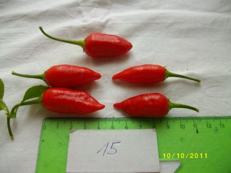 Aji benito