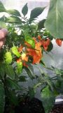 Super Bhut Jolokia