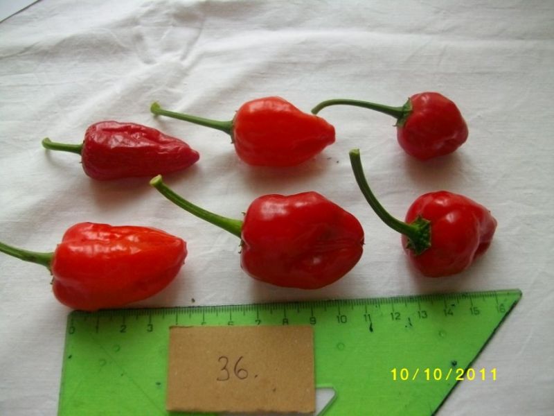 Antillais caribbean red habanero