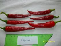 Cayenne red