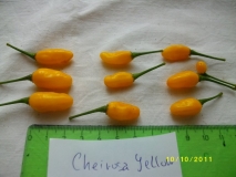 Cheirosa yellow