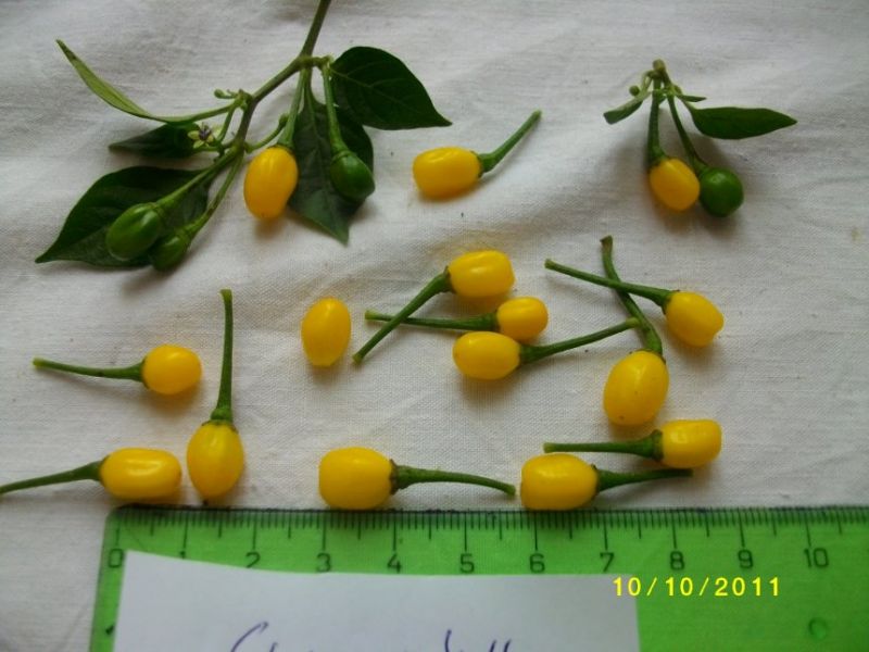 Cumari Yellow