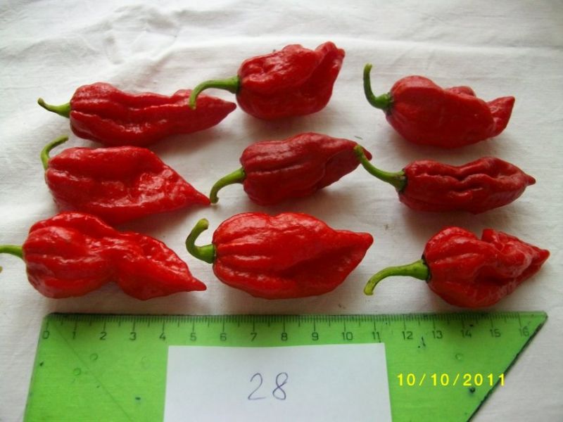 Fatalii red