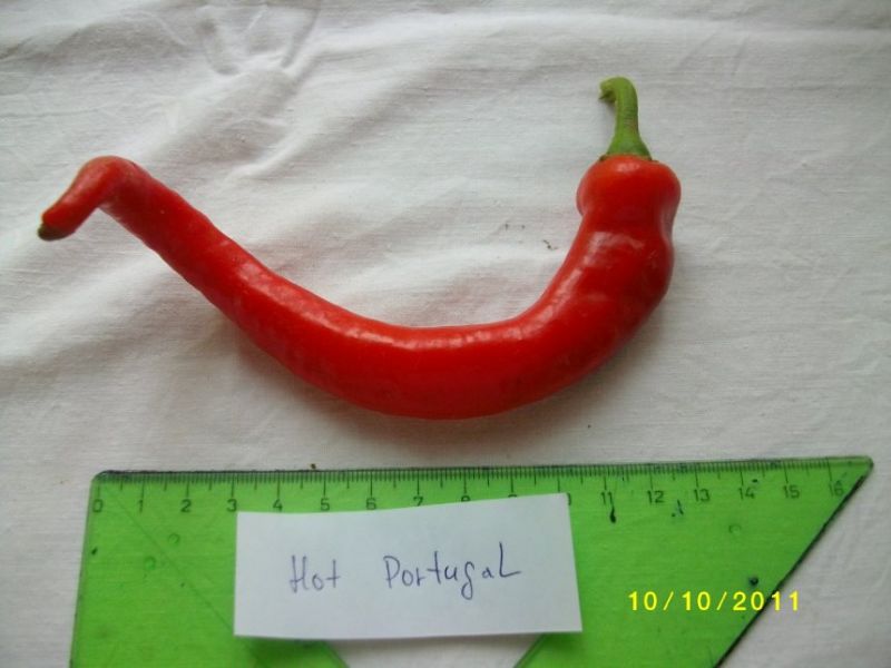 Hot portugal