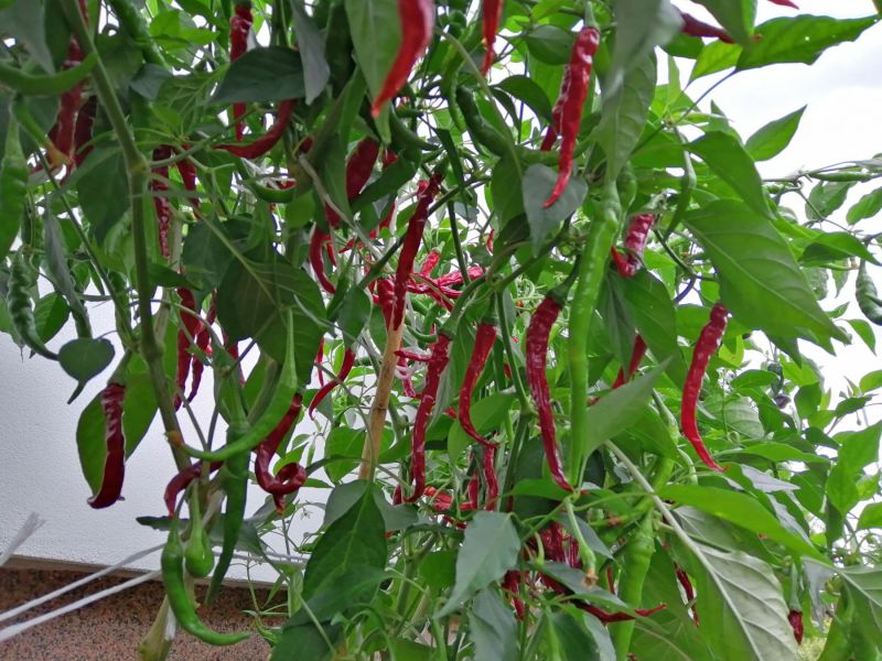 cayenne 1