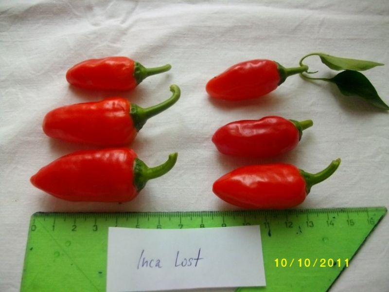 Inca lost