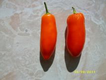 Serrano Orange