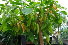 Bhut jolokia salmon _28.8.2020