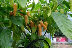 Bhut jolokia salmon_28.8.2020