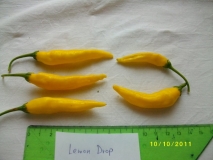 Lemon drop