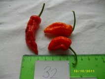 Naga morich