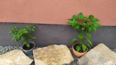 IMG_20200830_143610