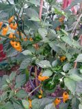 IMG_20200831_174454