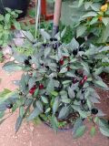 IMG_20200831_175457