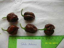 Schoko habanero