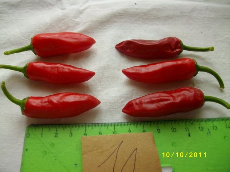 Serrano balin