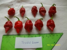 Trinidad Scorpion