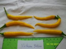 Vietnam Yellow