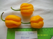 Westindian yellow habanero