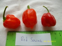 Red Savina