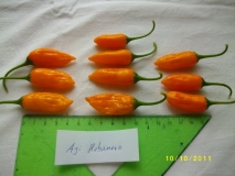 Aji Habanero