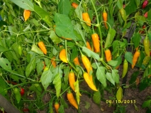 Aji Habanero