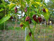 Bhut Jolokia Cokoladova