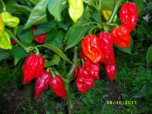 Fatalii Red