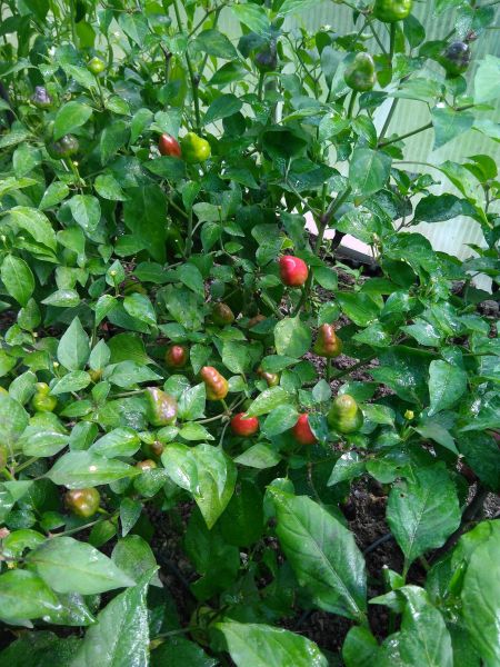 219BU
