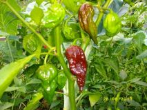 Cokoladova Bhut Jolokia