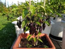 IMG_20200914_163738