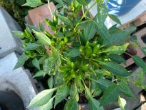IMG_20200914_162530