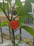 IMG_20200911_094300