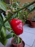 IMG_20200916_191236