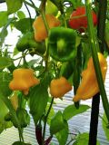 IMG_20200920_173247_1