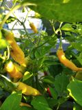IMG_20200920_173447_1