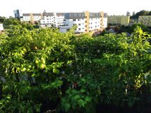 IMG_20200920_173814_1