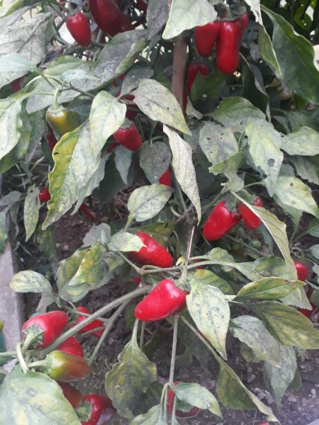 IMG-20200928-WA0007