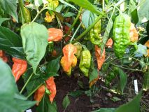 7pot spartan orange 1.10.2020